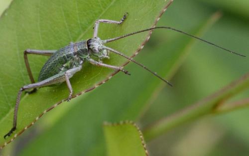 Ephippiger diurnus diurnus
